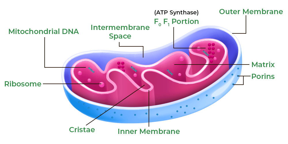 Diagram for the mitochondrial peptide research-class note